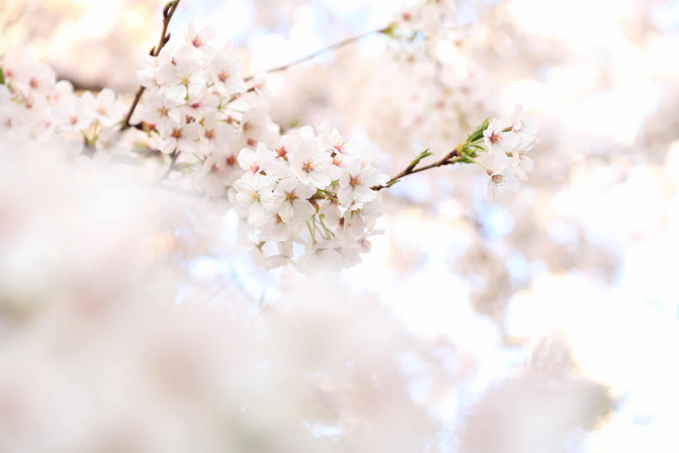 fleurs blanches