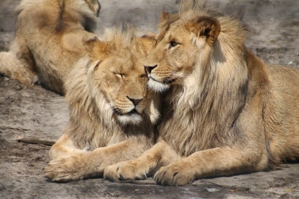 lion et lionne couchés