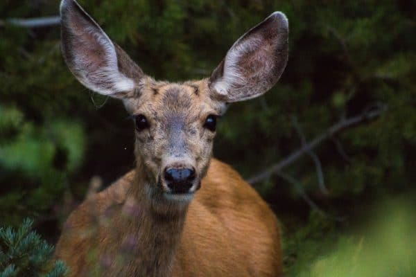 biche à l'affut